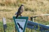 Mäusebussard, RSG, 06.08.2018, Foto: N. Pitrowski