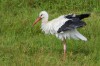 Weißstorch, NSG Tibaum, 13.08.2018, Foto: N. Pitrowski