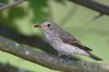 Grauschnäpper, NSG Tibaum, 22.08.2018, Foto: N. Pitrowski