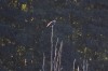 Fischadler, NSG Im Brauck, 24.09.2018, Foto: N. Pitrowski