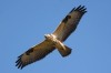 Mäusebussard, Mergelkamp, 26.09.2018, Foto: N. Pitrowski