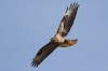 Mäusebussard, Mergelkamp, 26.09.2018, Foto: N. Pitrowski