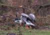 Streifen- x Graugans-Hybride, NSG Mühlenlaar, 28.11.2018, Foto: A. Langer