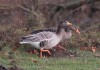 Streifen- x Graugans-Hybride, NSG Mühlenlaar, 28.11.2018, Foto: A. Langer