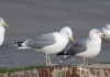 Steppenmoewen-Hybride PLDC, Hafen Uentrop, 27.12.2018, Foto: A. Langer