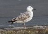 Steppenmoewe (1. KJ), Hafen Uentrop, 27.12.2018, Foto: A. Langer