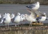 diesj. Steppenmoewe flügelschl., Hafen Uentrop, 27.12.2018, Foto: A. Langer