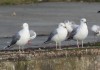 beringte Moewen im Hafen Uentrop, 27.12.2018, Foto: A. Langer