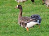 Blässgänse, 14.01.2018, LSG Lippewiesen, Foto: N. Pitrowski