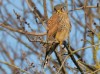 Turmfalke, Lippeschleife Stockum, 22.01.2019, Foto: N. Pitrowski