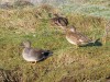 Schnatterenten, Lippeschleife Stockum, 22.01.2019, Foto: N. Pitrowski