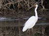 Silberreiher, Lippeschleife Stockum, 22.01.2019, Foto: N. Pitrowski