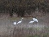 Silberreiher, Lippeschleife Stockum, 08.02.2018, Foto: N. Pitrowski