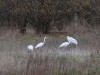 Silberreiher, Lippeschleife Stockum, 08.02.2018, Foto: N. Pitrowski