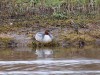 w Gänsesäger, Lippeschleife Stockum, 08.02.2018, Foto: N. Pitrowski