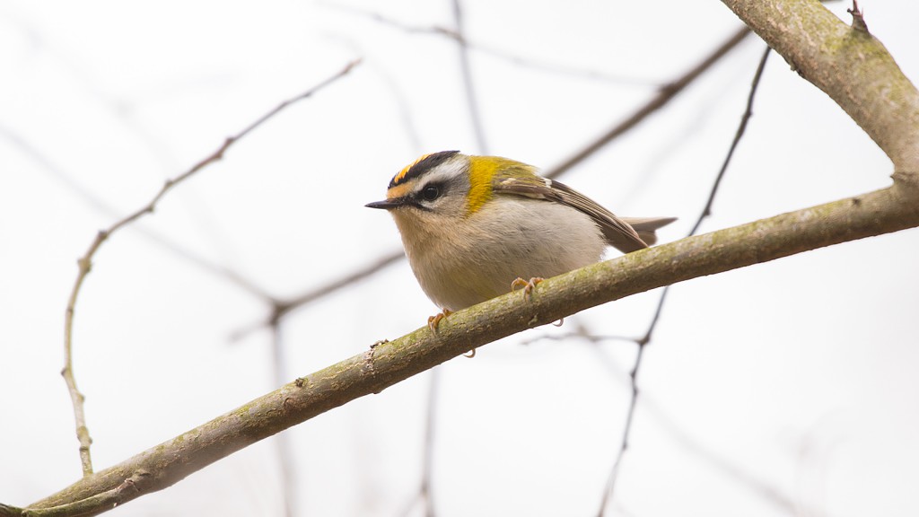 Sommergoldhähnchen, Geithe, 31.03.2019, Foto: R. Biermann