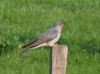 Kuckuck, NSG Tibaum, 08.04.2019, Foto: N. Pitrowski