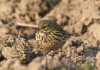 derselbe Wiesenpieper, Unterallen,15.04.2019, Foto. A. Langer