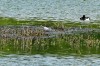 Zwergseeschwalbe (ad. PK), Scheringteiche, 4.05.19, Foto: K. Nowack