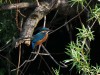 Eisvogel, RSG, 17.06.2019, Foto: N. Pitrowski