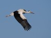 juv. Weißstorch, NSG Tibaum, 30.06.2019, Foto: N. Pitrowski