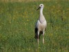 juv. Weißstorch, NSG Tibaum, 30.06.2019, Foto: N. Pitrowski