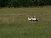juv. Weißstörche, NSG Tibaum, 30.06.2019, Foto: N. Pitrowski