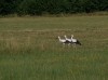 juv. Weißstörche, NSG Tibaum, 30.06.2019, Foto: N. Pitrowski