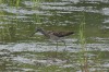 Bruchwasserläufer, Werries, 09.07.2019, Foto: H. Regenstein