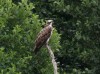 Fischadler, NSG Brauck, 16.07.2019, Foto: N. Pitrowski