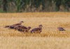 4 von 5 Rotmilanen, Unterallen, 21.07.2019, Foto: A. Langer