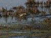 Bruchwasserläufer, NSG Tibaum, 20.08.2019, Foto: N. Pitrowski