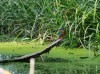 Eisvogel, 22.08.2019, Radbodsee, Foto: N. Pitrowski