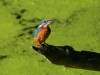 Eisvogel, 22.08.2019, Radbodsee, Foto: N. Pitrowski