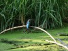 Eisvogel, 22.08.2019, Radbodsee, Foto: N. Pitrowski