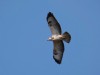 Mäusebussard, Mergelkamp, 28.08.2019, Foto: N. Pitrowski