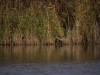 Gemächlich kommt die Rohrdommel...