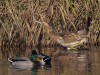 Rohrdommel, NSG Tibaum, 10.11.2019, Foto: N. Pitrowski