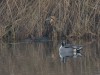 Rohrdommel und Spießente, NSG Tibaum, 17.11.2019, Foto: N. Pitrowski