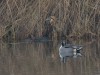 Rohrdommel und Spießente, NSG Tibaum, 17.11.2019, Foto: N. Pitrowski