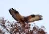 Raufußbussard (w), Wambeln, 29.12.2019, Foto: A. Langer.