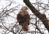 Raufußbussard (w), Wambeln, 29.12.2019, Foto: A. Langer.