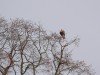 Raufußbussard (w), Wambeln, 29.12.2019, Foto: W. Pott.