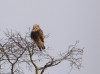 Raufußbussard (w), Wambeln, 29.12.2019, Foto: W. Pott.