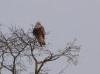 Raufußbussard (w), Wambeln, 29.12.2019, Foto: W. Pott.