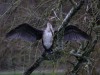 Kormoran, Stadtteich Werne, 06.01.2020, Foto: N. Pitrowski