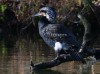 Kormoran, Stadtsee Werne, 07.02.2020, Foto: N. Pitrowski