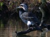 Kormoran, Stadtsee Werne, 07.02.2020, Foto: N. Pitrowski