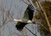 Weissstorch, Dinker, 21.02.2020, Foto: A. Langer