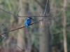 Eisvogel, Stadtsee Werne, 14.03.2020, Foto: N. Pitrowski